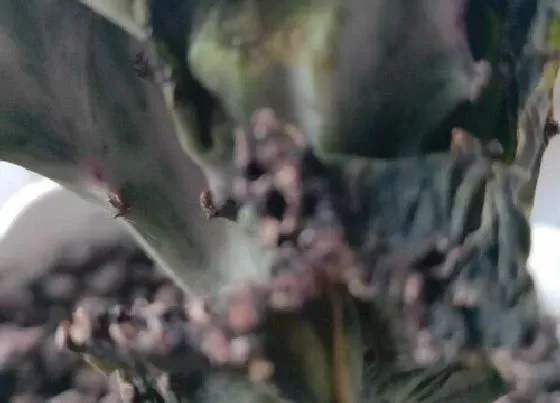 烂叶|麒麟花叶子烂了怎么办