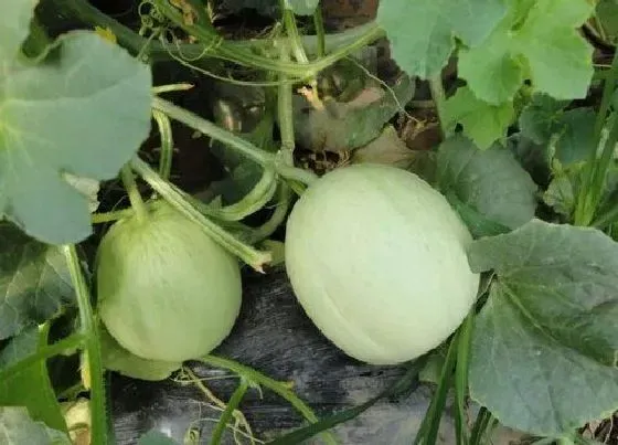 种植管理|香瓜种植技术与管理方法 露地甜瓜栽培管理办法