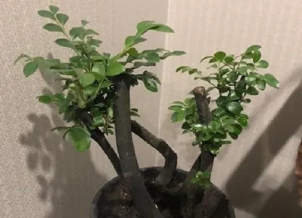 植物移栽|榆树换盆最佳时间 什么时候移栽换盆最好（春季）