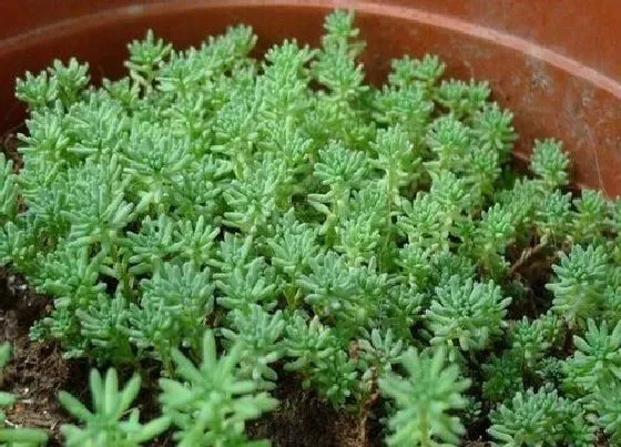 植物繁殖|薄雪万年草怎么繁殖方法和注意事项