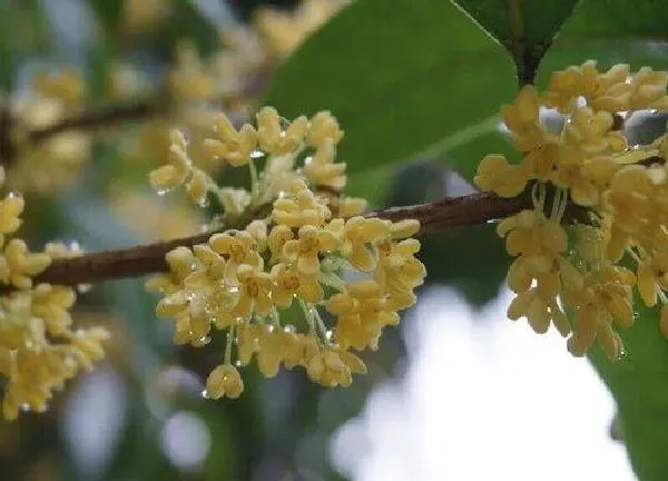 植物换土|桂花怎么换土