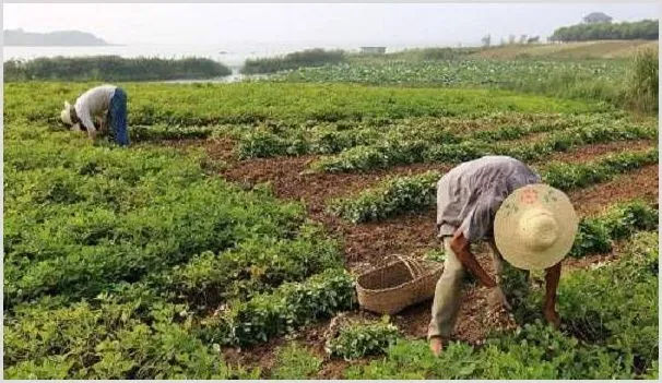 种植花生，后期管理注意做好这“四防”! | 耕种资料