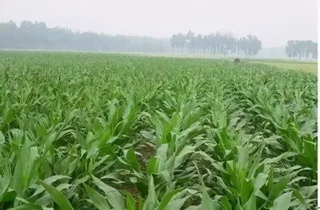 种植管理|4400粒玉米种子可以种几亩地，一亩地种多少棵玉米种）