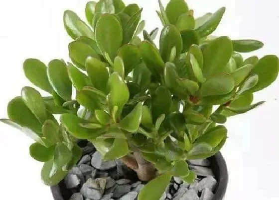 开花时间|燕子掌什么时候开花 多久开一次花