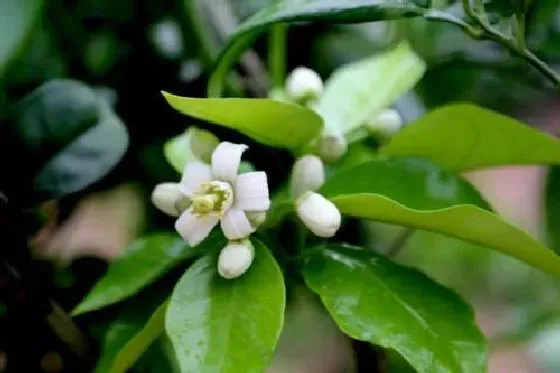 植物虫害|柚子树钻心虫防治方法 打什么农药好
