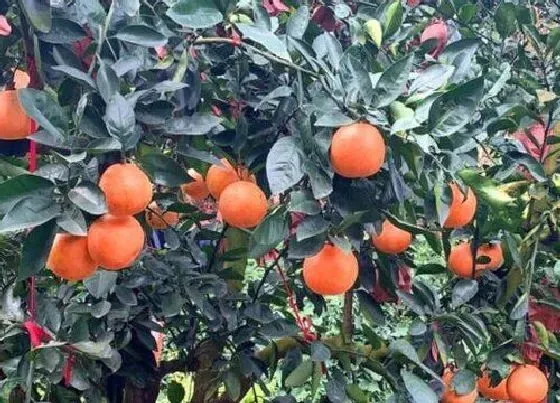 果实成熟|柚子采摘时间和收获季节