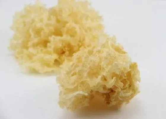 生长环境|银耳的生长环境及生长地方条件