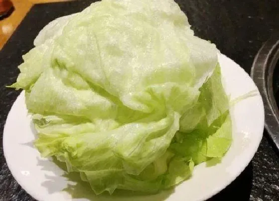 食用科普|球生菜可以生吃吗 生吃怎么处理