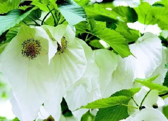 植物排行|珍稀动植物有哪些