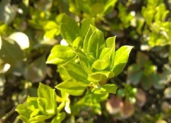 植物发芽|冬青种子多久发芽