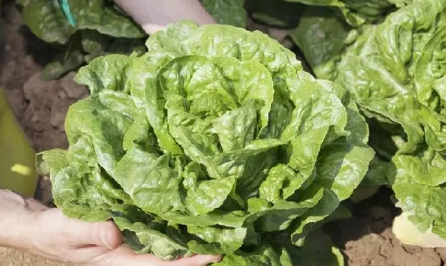 种植管理|结球生菜栽培技术及管理方法，结球生菜生长周期多少天）