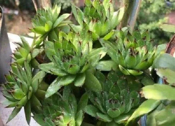 植物浇水|观音莲怎么浇水方法