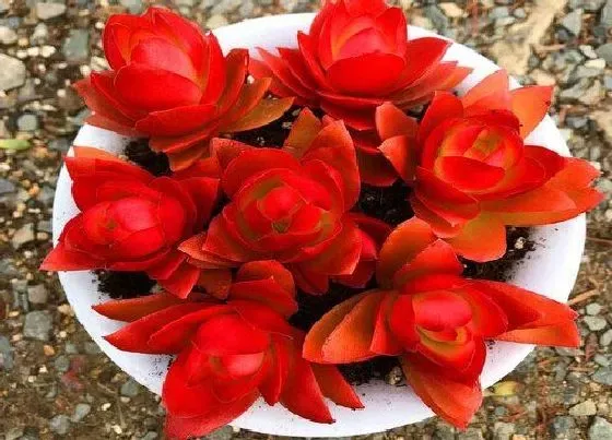 植物百科|火祭开花吗 开花什么样子