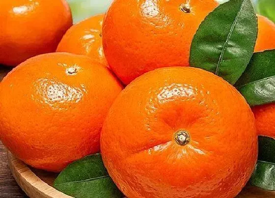 生长环境|橘子生长在哪里