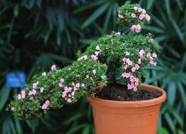 植物浇水|怎样判断杜鹃花该浇水 杜鹃花缺水的表现