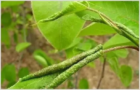 梨木虱防治技术技巧 | 种植施肥