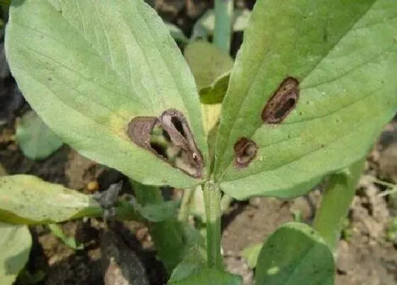 植物病害|菜豆炭疽病的发病原因及治疗方法