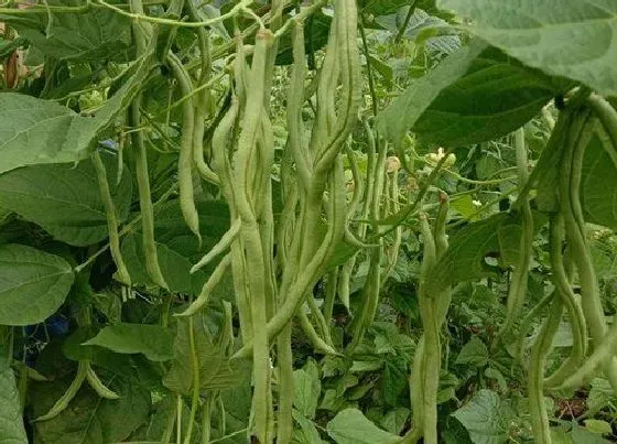种植百科|豆角一年可以种几次 一般要种多久才可以采收