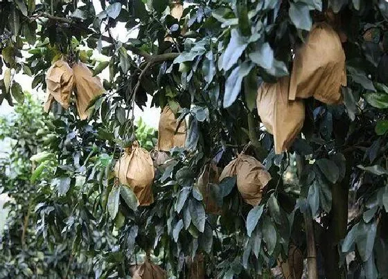 果实成熟|柚子采摘时间和收获季节