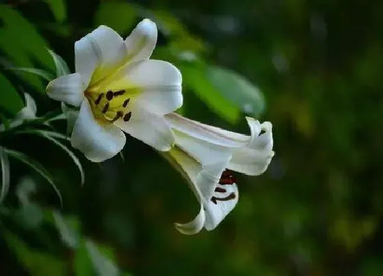 植物寓意|百合代表什么生肖
