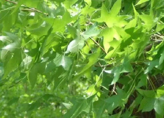 植物种类|树叶是植物吗 属于树木植物的营养器官