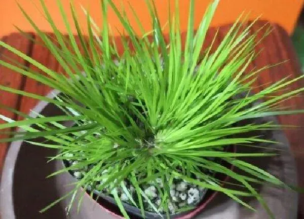 养殖方法|菖蒲可以水培吗 水培方法及注意事项