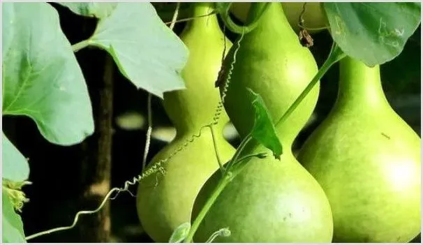 葫芦种子怎么发芽 | 养殖技术