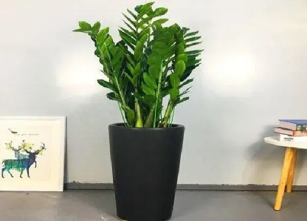 植物浇水|雪铁芋多久浇一次水