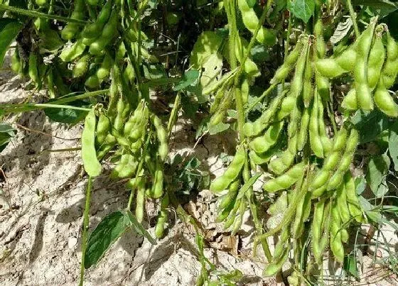 种植管理|南方黑豆是几月份种植 黑豆种植方法及种植时间