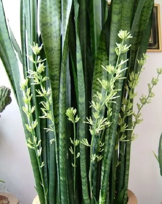 植物百科|虎皮兰开花吗 花期长的什么样子