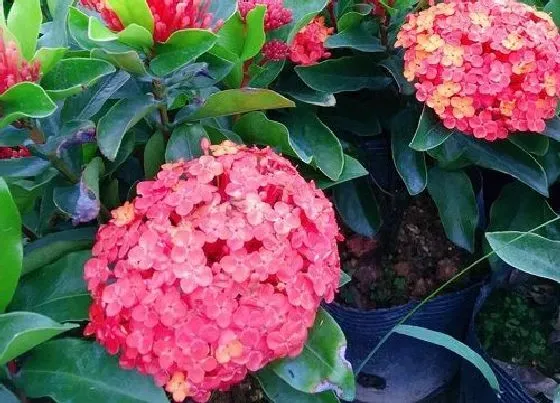 冬天植物|龙船花怕冷吗