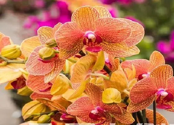 花卉百科|代表喜庆的花