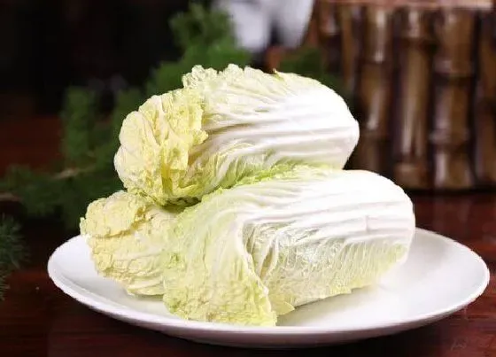果实成熟|娃娃菜多久成熟 种多长时间成熟