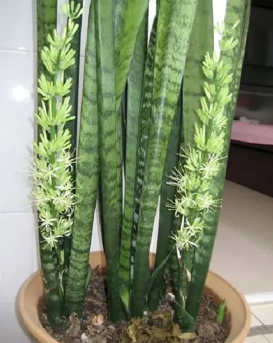 植物百科|虎皮兰开花吗 花期长的什么样子