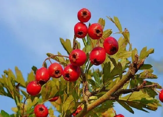 果实成熟|山楂什么季节成熟 成熟季节在几月份