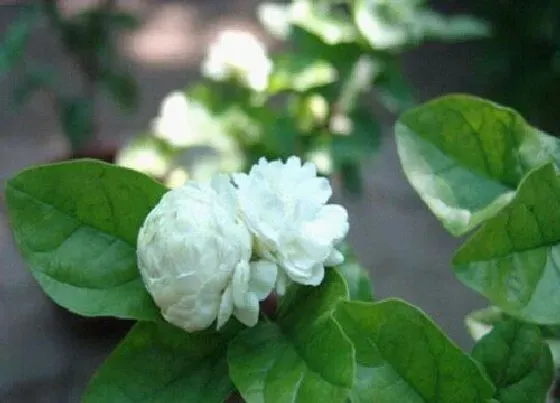 植物施肥|茉莉浇什么肥料合适