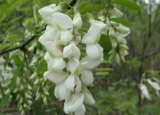 植物百科|和洋槐花很像的花