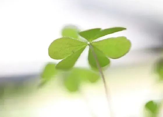 植物百科|三叶草长在什么地方