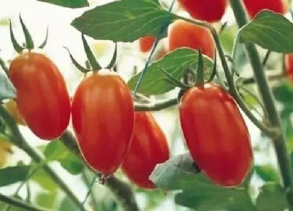 植物浇水|番茄怎么浇水 浇水原则与正确方法
