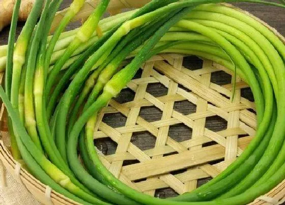 食用科普|蒜苔可以生吃吗