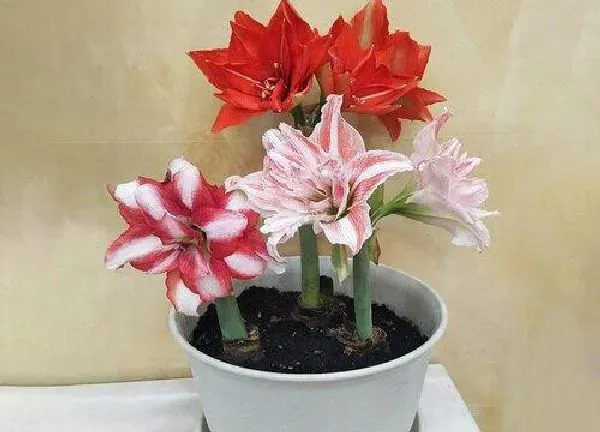 植物换土|朱顶红换土时间和方法