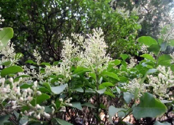 植物百科|黄杨会开花吗 是不是开花植物