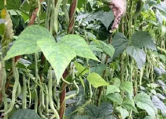 种植百科|豆角一年可以种几次 一般要种多久才可以采收