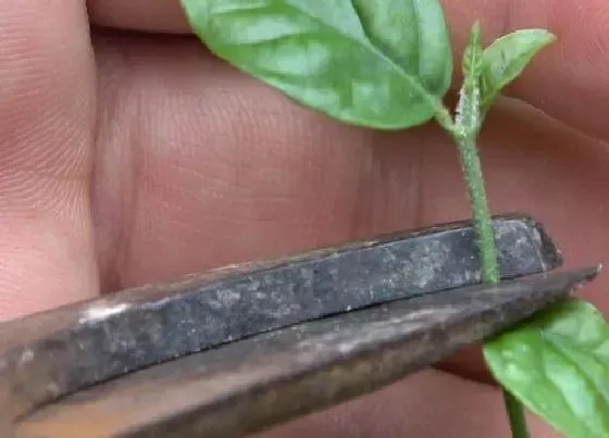 植物修剪|灰莉怎么修剪方法