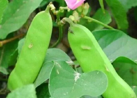 种植管理|刀豆的生长周期是多长时间