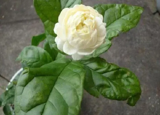 不开花|虎头茉莉为什么不开花