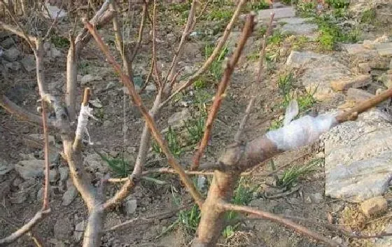 植物嫁接|砀山酥什么时候嫁接成活率高