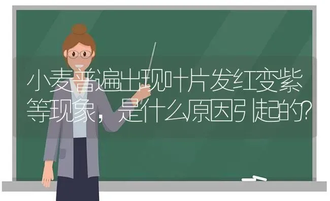 小麦普遍出现叶片发红变紫等现象，是什么原因引起的？ | 粮油作物种植