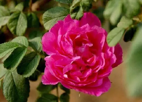 花期|平阴玫瑰花期是什么时候