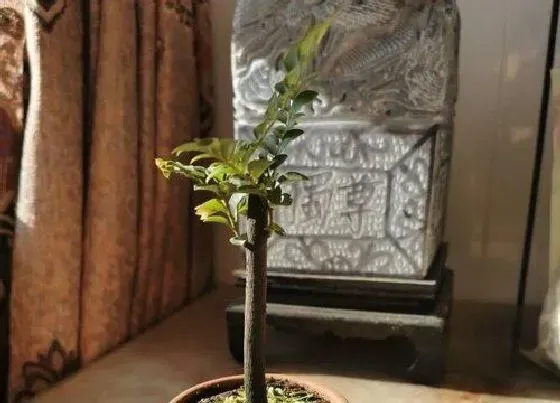 植物毒性|紫檀有毒吗 可以放在室内养吗